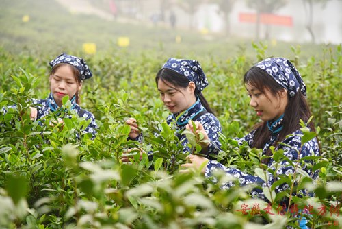 发展休闲文旅产业 安徽和县举办第四届茶文化节